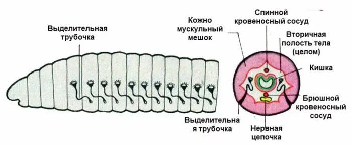Unusual combinations of organs in animals: Some need 5 eyes, others only 1 lung, and still others need 300 kidneys! - Animals, Wild animals, Animal book, Yandex Zen