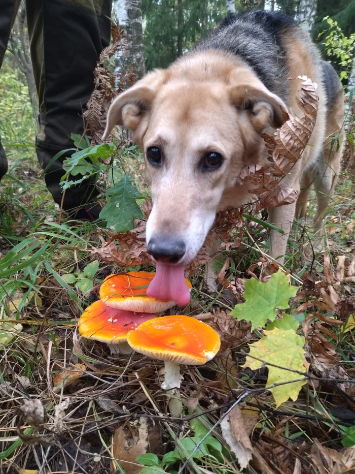 Hera - My, Forest, Mushrooms, Fly agaric, Dog, Thirst