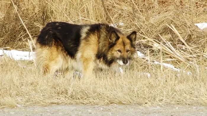 Monument to Mishka. History of Tobolsk Hatiko - My, Hachiko, Tobolsk, Dog, Life stories, Video, Longpost