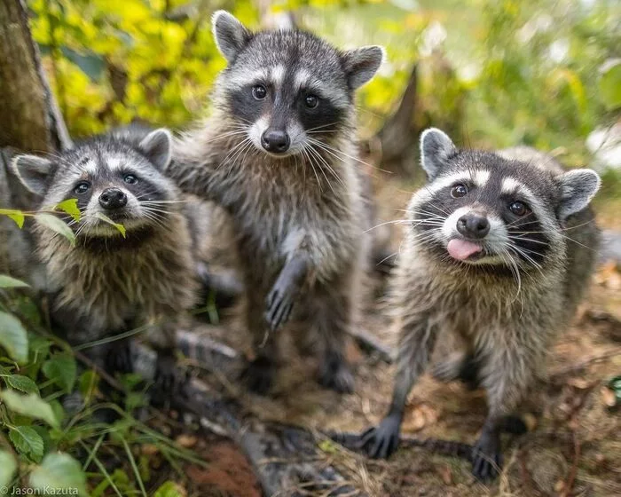 Raccoons - Raccoon, Predatory animals, Mammals, Animals, wildlife, Nature, North America, The photo, Young