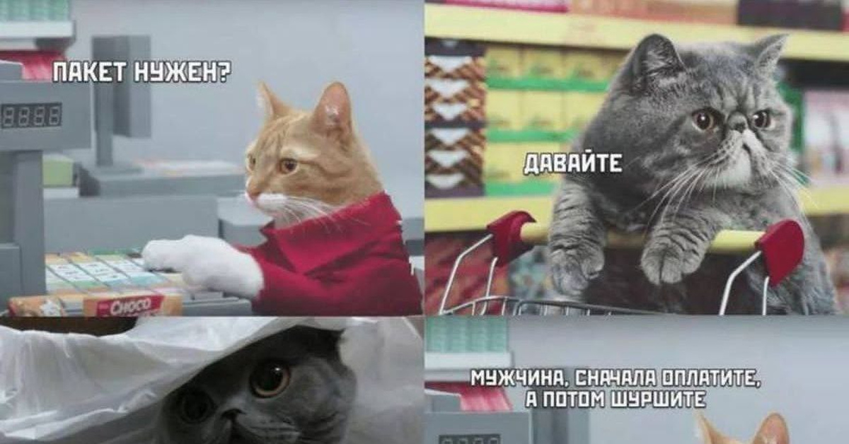 Кот с пакетом