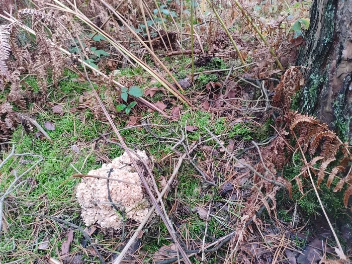 Found today curly in the forest - My, Nature, The photo, Mushrooms, Mobile photography