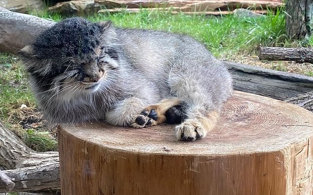 The answer to the post There was no more stump! - Pallas' cat, Pet the cat, Small cats, Cat family, Wild animals, Fluffy, The photo, Mammals, Animals, Stump, Reply to post