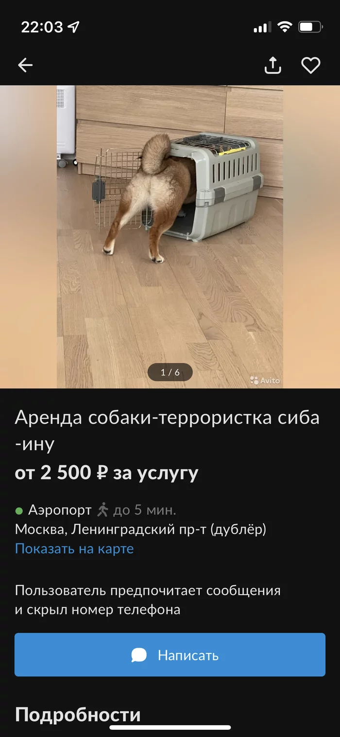 Террористка в аренду! - Объявление, Авито, Объявление на авито, Длиннопост, Собака, Сиба-Ину, Моё