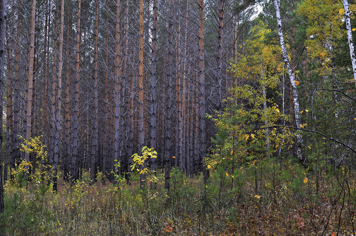 Молодой сосновый бор