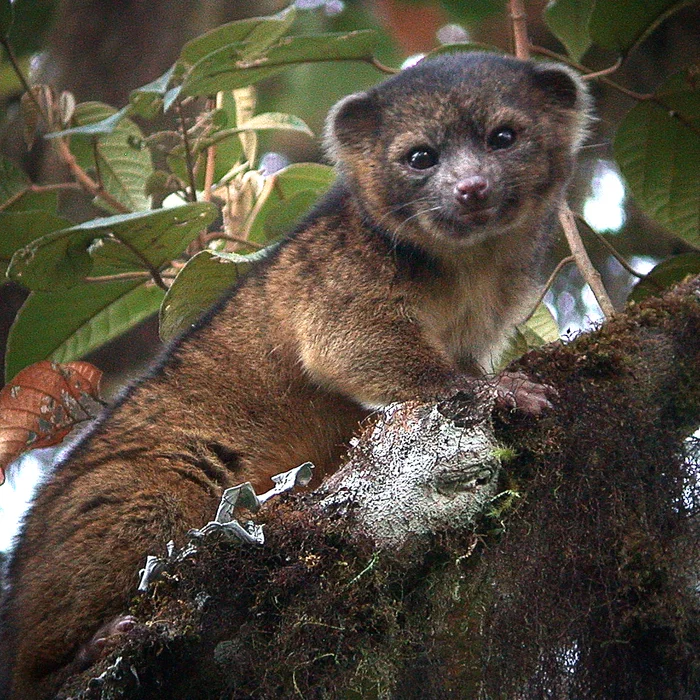 Olinguito - Fluffy, Rare view, Wild animals, Raccoon, Olingito, Text