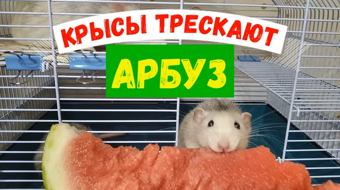RATS Crack Watermelon - My, Animals, Rat, Watermelon, Food, Dumbo, Video