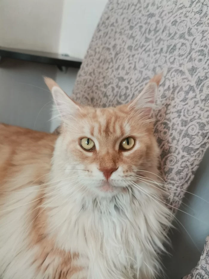 Cat Sonya - My, Maine Coon, cat