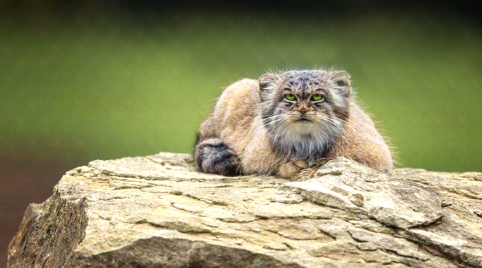 ������� ����