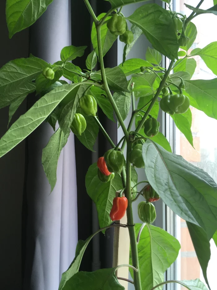 Harvest - Hot peppers, Habanero, Capsaicin, Harvest, Longpost