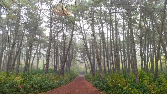 Foggy morning in the forest - My, Mobile photography, Forest, Fog, Jogging