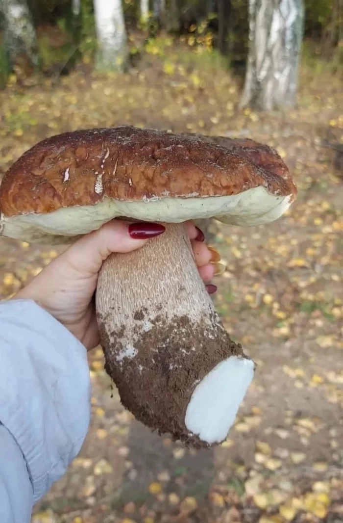 These giants are in the Nizhny Novgorod forests - Mushrooms, Mushroom pickers, The photo, Nizhny Novgorod Region, Longpost