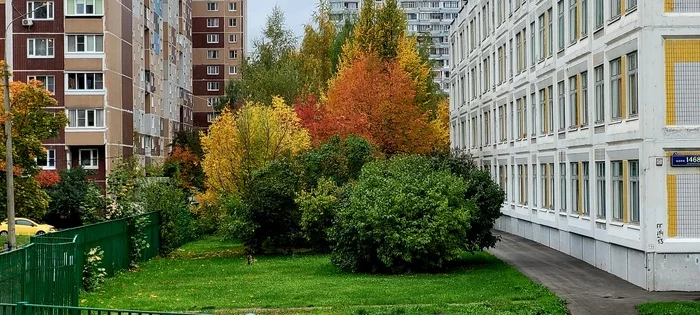 Red, yellow, green - My, Mobile photography, Zelenograd, Autumn leaves