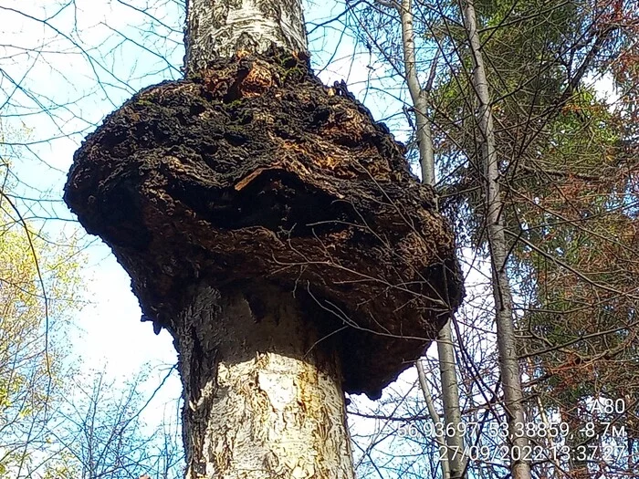 Dear experts - My, Mushrooms, Merry Mushroom Picker