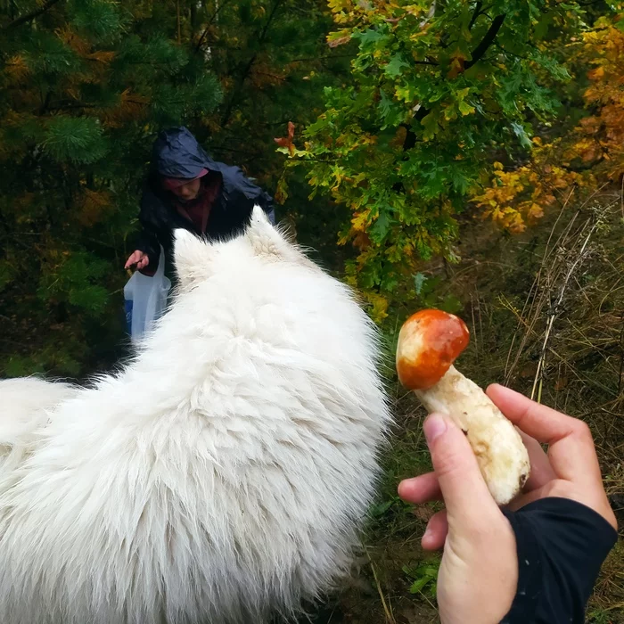 For mushrooms) - My, Mushrooms, Samoyed, Forest, Dog