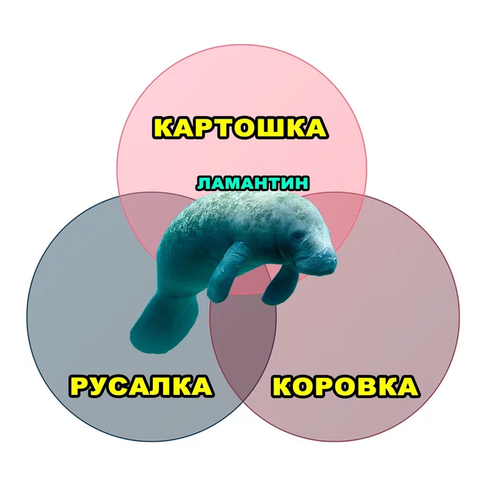 Manatee - Picture with text, Memes, Humor, Mermaid, Potato, Diagram, Euler's circles