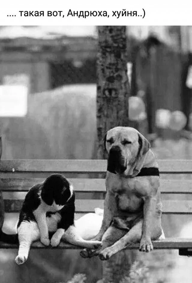 Nice shot - cat, Dog, Bench, Mat, Picture with text