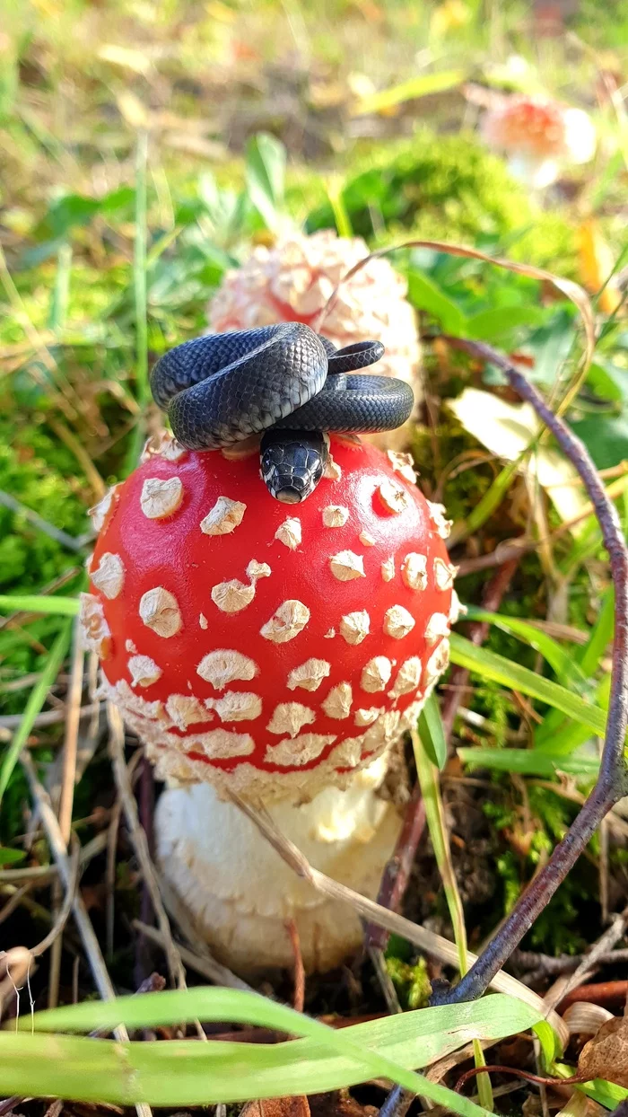 Fly agaric snake - My, Already, Fly agaric, Milota, Autumn, The photo, Longpost