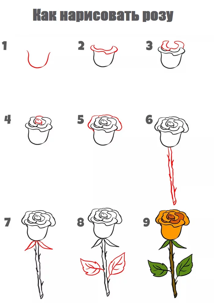 Draw a rose step by step - Creation, Painting, Beginner artist, Drawing, Digital, Art, Digital drawing, Drawing lessons, Tutorial, the Rose, Flowers, Nature
