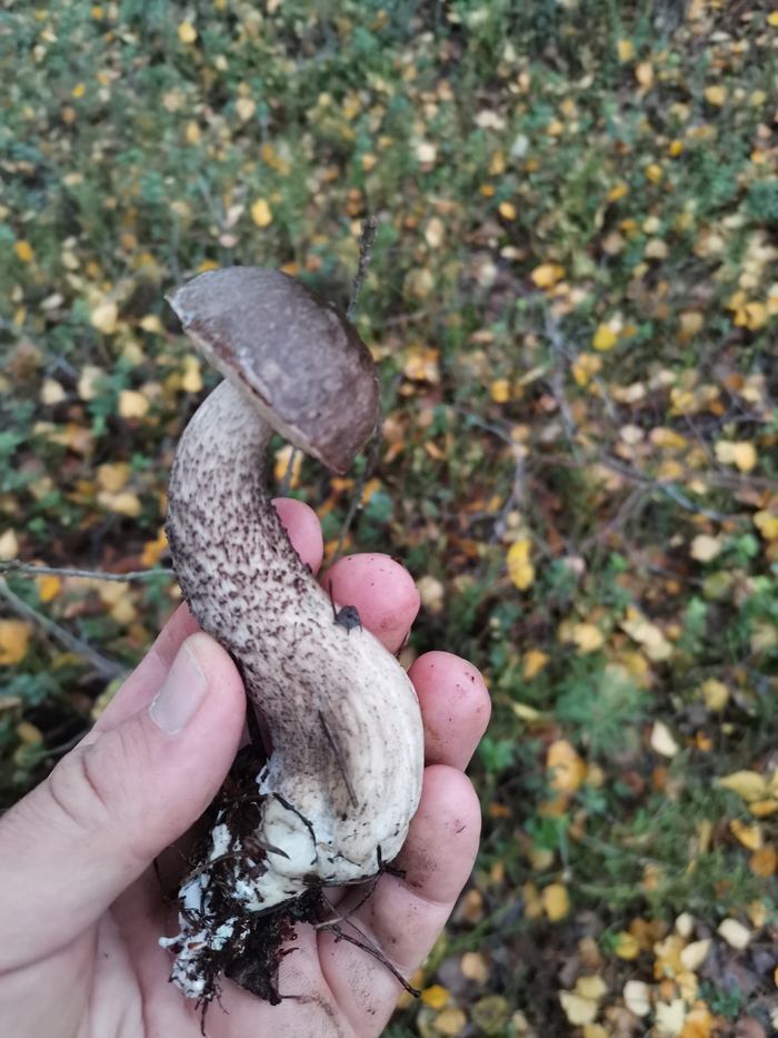 Тверская область. Первые массовые грибы в 2022 Грибы, Подберезовики, Длиннопост