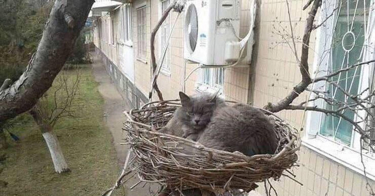 Ну допустим сейчас. Гнездо для кошки. Кот в гнезде. Кошачье гнездо. Коты гнездятся.