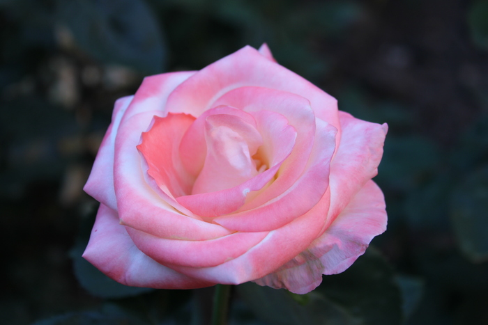  Canon,  , , , 