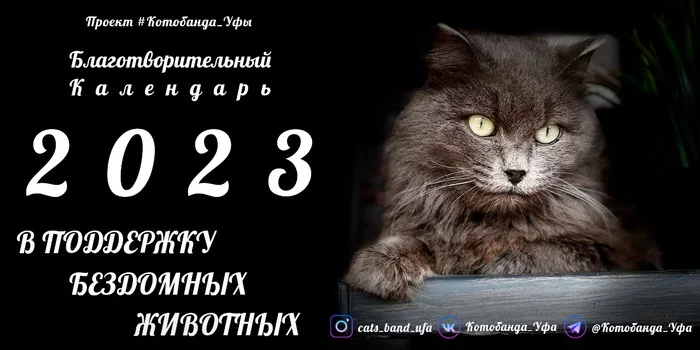 Homemade charity calendar! - My, No rating, Helping animals, Charity, The calendar, Volunteering, 2023, Creation, cat, Project, The photo, New Year, Month, Video, Video VK, Longpost