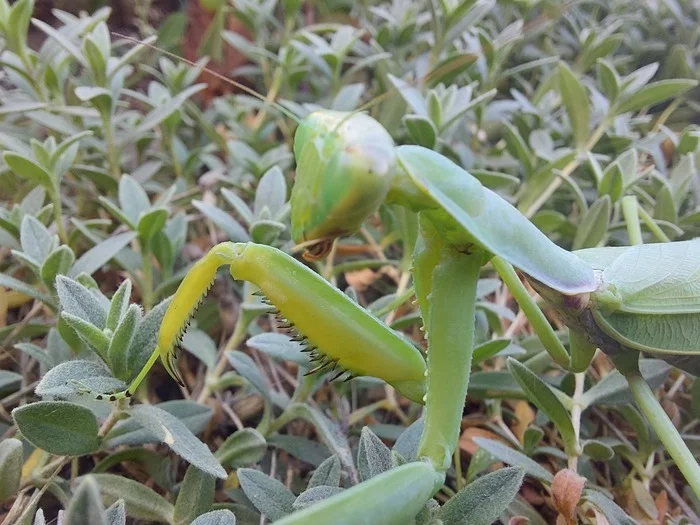 Monstrous handsome praying mantis - My, Insects, Mantis, Macro photography, Nature, Longpost