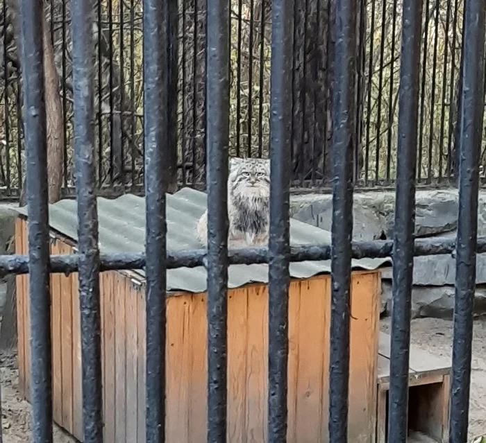 You to me? - Pallas' cat, Pet the cat, Small cats