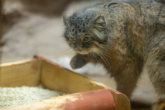 ������ ����� ���� :3