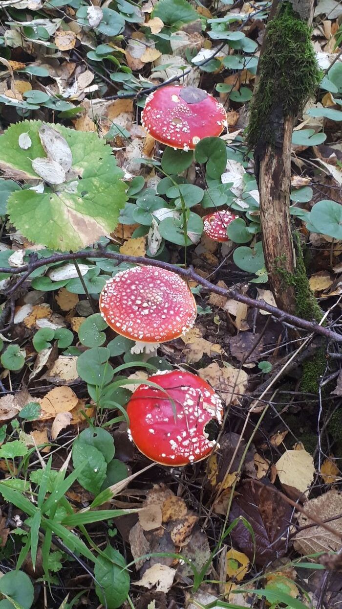 Reply to the post These giants are in the Nizhny Novgorod forests - My, Mushrooms, Mushroom pickers, The photo, Reply to post, Longpost