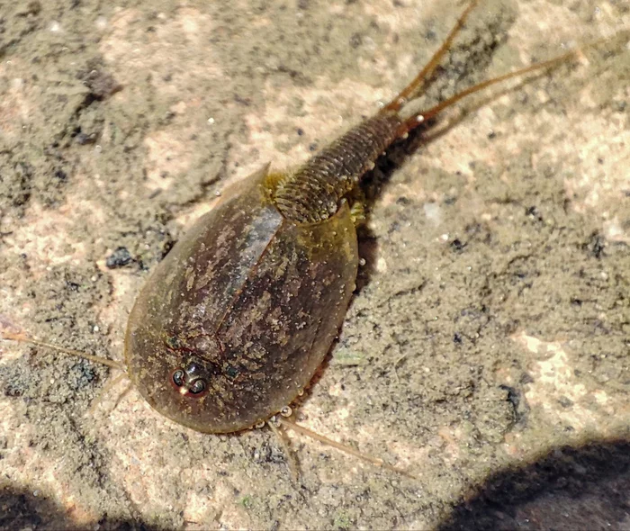 Living fossil or summer shield - My, Crayfish, The science, Knowledge, Antiquity, Fossil, Find, Shield