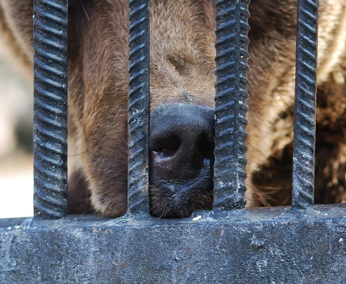 spout - My, The photo, Krasnoyarsk, The Bears, Brown bears, Nose, Mood, Menagerie, Wild animals, Screenshot, Comments on Peekaboo, Mat