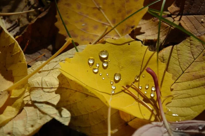 Autumn in drops - My, The photo, Siberia, Mood, Autumn, Leaves, Drops, Krasnoyarsk