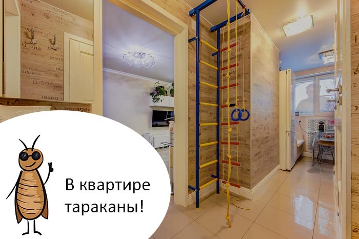 Куда Пропали Тараканы?