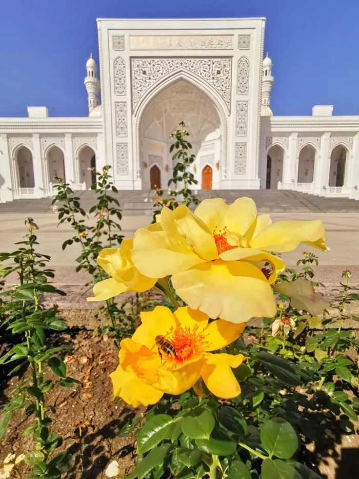Shawls - My, Mobile photography, Chechnya, Mosque, Flowers, Bees, Travel across Russia
