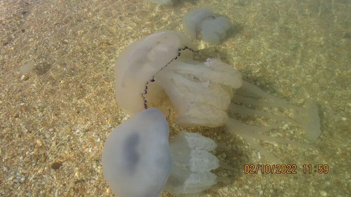 Golubitskaya, Kuban, Sea of ??Azov, jellyfish, October 2, 2022 - My, Jellyfish, Azov sea, Golubitskaya, Beach season, Longpost