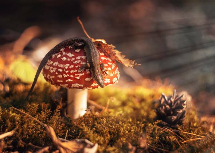 Lizard and fly agaric - My, Crossposting, Pikabu publish bot, Longpost, Forest, Lizard, Mushrooms, Fly agaric, The photo, The nature of Russia