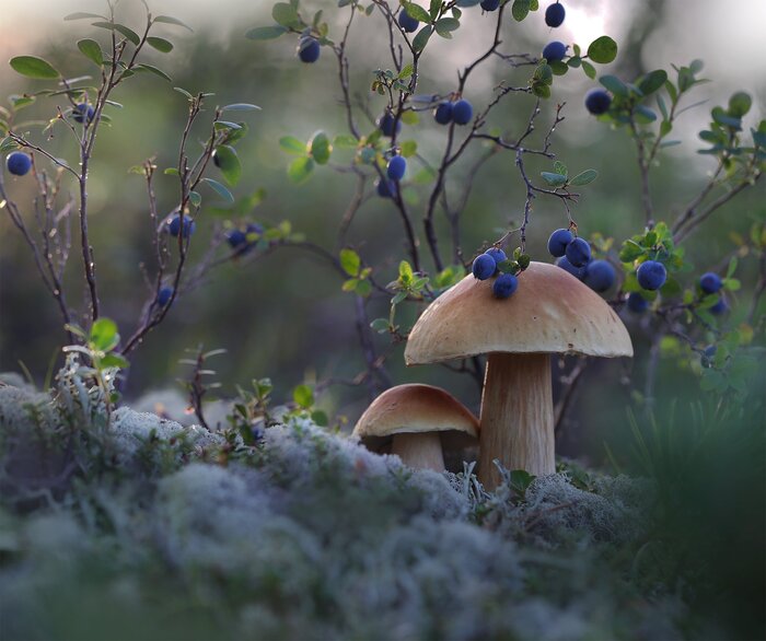 Беленькие грибочки Природа, Лес, Природа России, Грибы, Белый гриб, Фотография