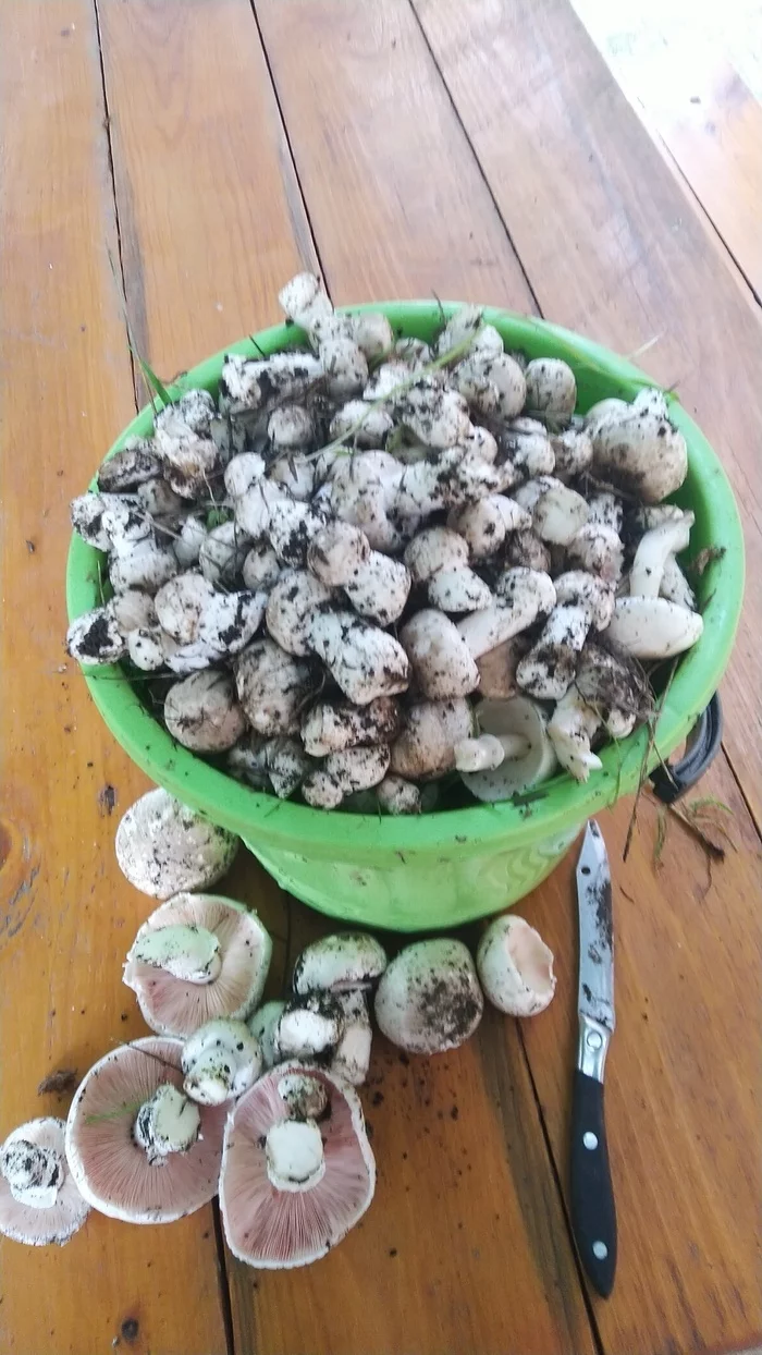 And here are the mushrooms! - My, Mushrooms, Champignon, Краснодарский Край, Longpost