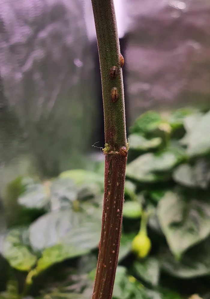 Maggots or Eye of Sauron? - My, Plants, Plant growing, Larva, Midges, Hot peppers