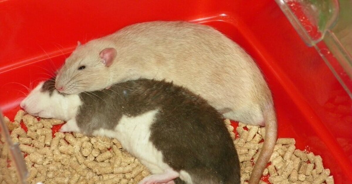 Мышь рост. Взрослая декоративная крыса. Размер декоративной крысы. Взрослая декоративная крыса размер. Размеры декоративной домашней крысы.