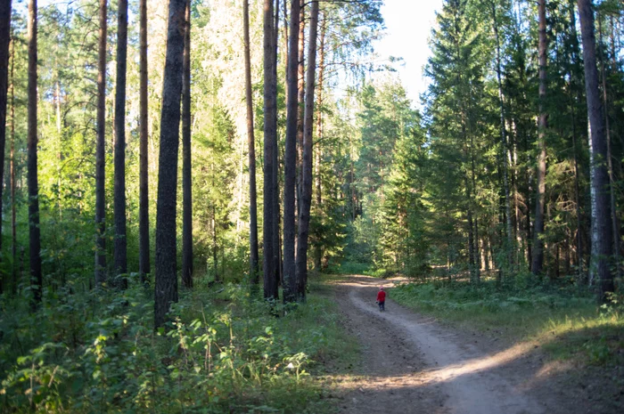 Udmurtia, a walk through the forest in the city of Mozhga. - My, Mozhga, Udmurtia, Russia, Forest, Walk, Path, Nature