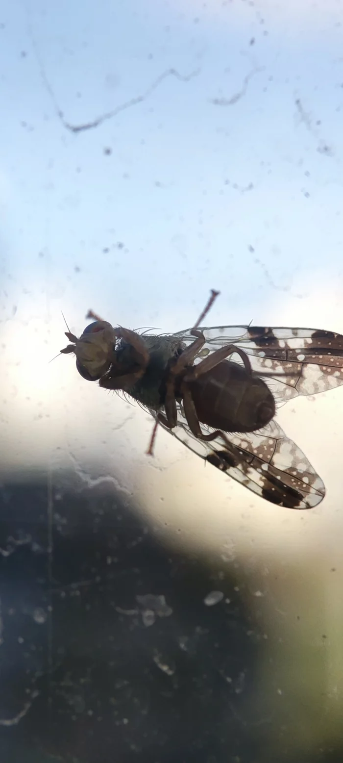 Random flies on the other side of the window - My, Mobile photography, Macro photography, The photo, Муха, Longpost