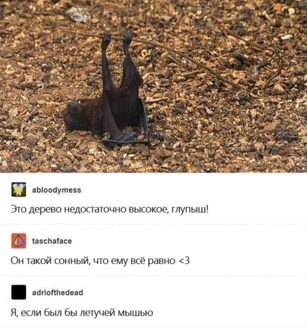 Ему подходит