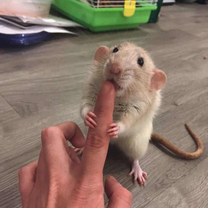  , , 