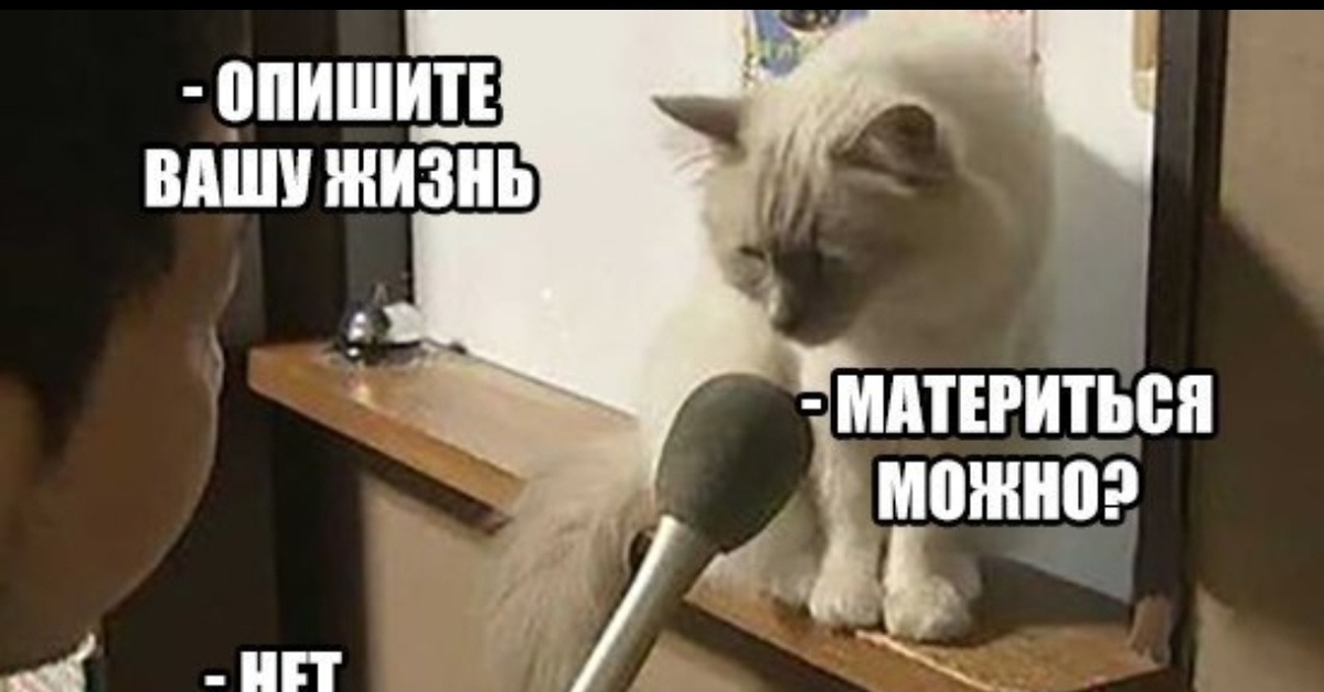 Мем кот можно. Материться можно Мем. Кот матерится. Кот с микрофоном. Кот интервью.