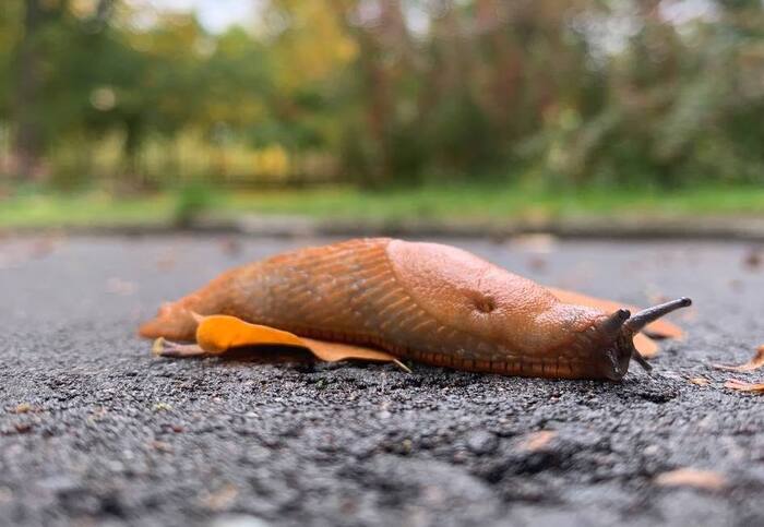 I met such an interesting creature on the street today ... - My, Nature, Forest, Mobile photography, Slug, After the rain, Longpost