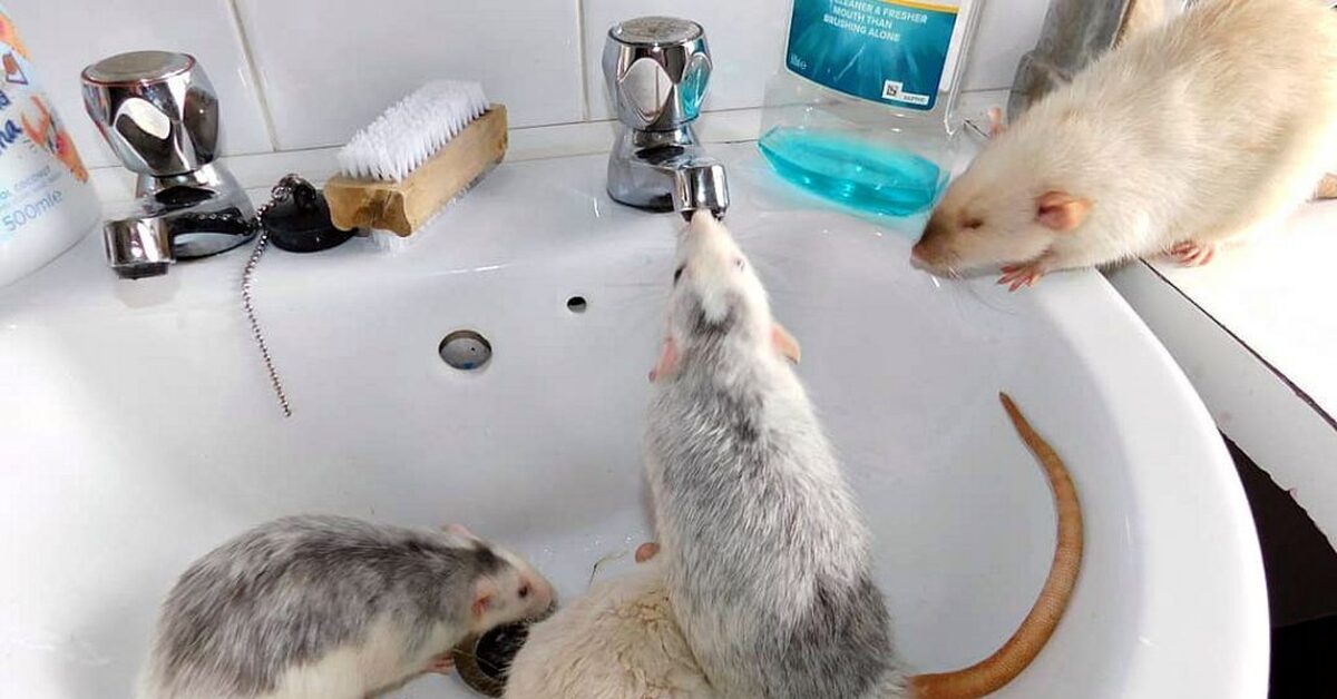 Что можно домашним мышам. Крыса домашняя. Декоративные крысы.