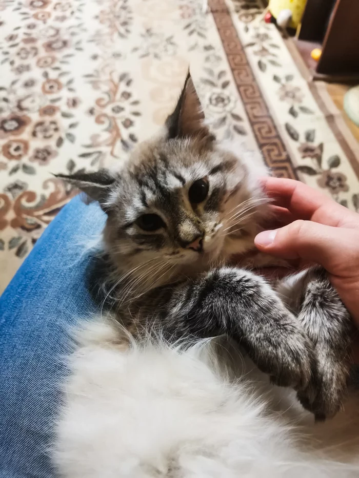 Syomka - My, cat, Kittens, Animals, Kindness, Milota, beauty, Longpost